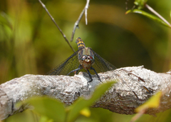 Orthetrum boumiera