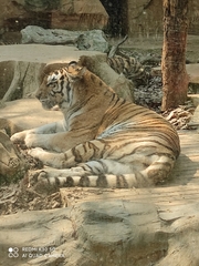 Panthera tigris