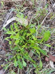 Sphaeromorphaea australis