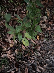 Bidens alba