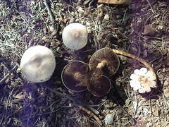 Agaricus caribaeus