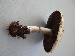 Agaricus caribaeus