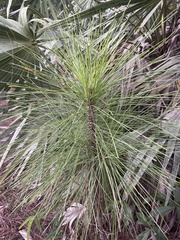 Pinus elliottii