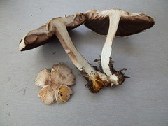 Agaricus caribaeus