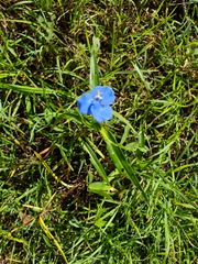 Commelina lanceolata