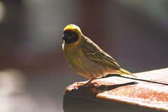 Ploceus velatus caurinus