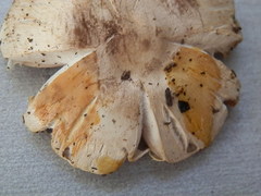 Agaricus caribaeus