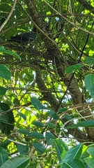 Patagioenas squamosa