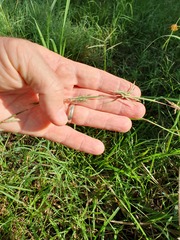 Cymbopogon refractus