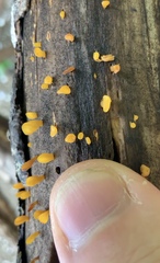 Dacrymycetaceae