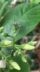 Polyrhachis cupreata