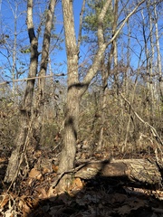 Cercis canadensis