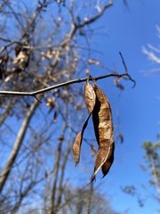 Cercis canadensis