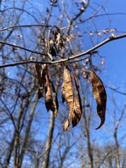Cercis canadensis