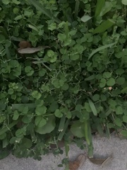 Centella asiatica