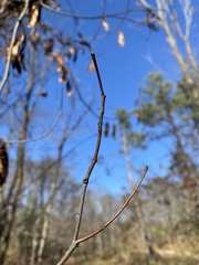 Cercis canadensis