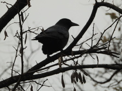 Corvus brachyrhynchos