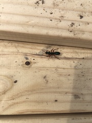 Diamma bicolor