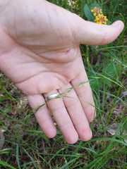 Microlaena stipoides