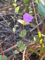 Rhexia nuttallii