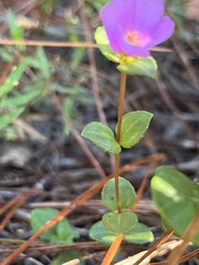 Rhexia nuttallii