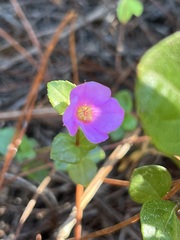 Rhexia nuttallii