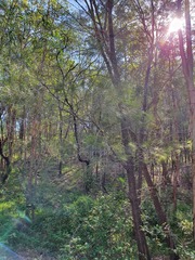 Allocasuarina littoralis
