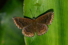 Chalodeta lypera