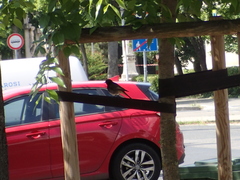 Phoenicurus ochruros