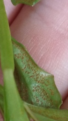 Puccinia aucta
