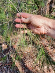 Allocasuarina torulosa