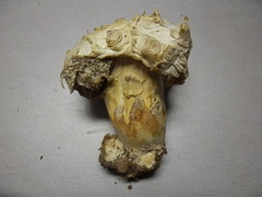Agaricus evertens