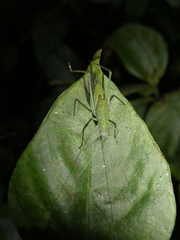 Phaneropterinae