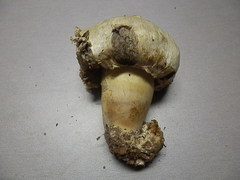 Agaricus evertens