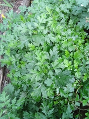 Petroselinum crispum