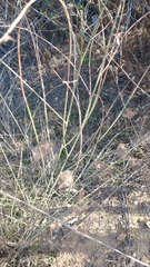 Stephanomeria diegensis