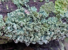 Punctelia jeckeri