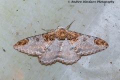 Amraica solivagaria