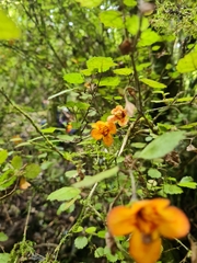 Rhabdothamnus solandri