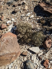 Zinnia acerosa