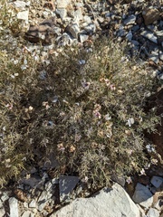 Zinnia acerosa