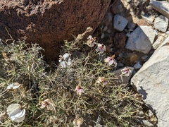 Zinnia acerosa
