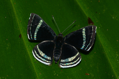 Chalodeta theodora