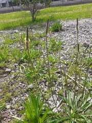 Plantago lanceolata