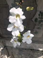Thunbergia grandiflora
