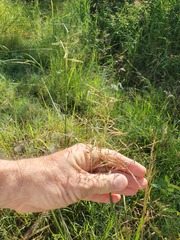 Capillipedium spicigerum