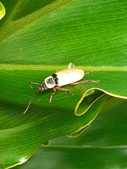 Chauliognathus flavipes