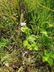 Ageratum houstonianum