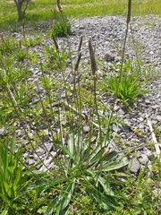 Plantago lanceolata