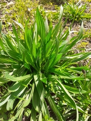 Plantago lanceolata